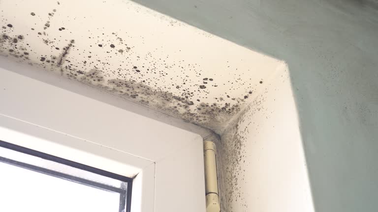 Best Comprehensive Air Testing for Mold Contaminants  in Wlow Springs, IL